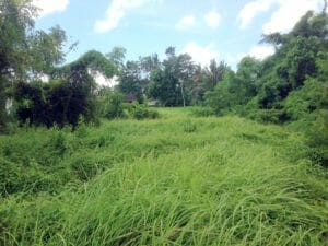 Freehold Land in Babakan Canggu