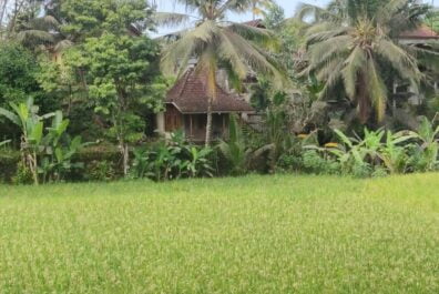 Rice Field View of Freehold Land In Ubud